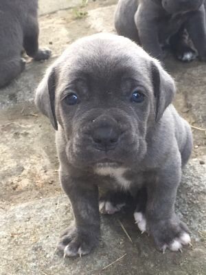 Arkan's Dog - Îls ont un mois aujourd hui