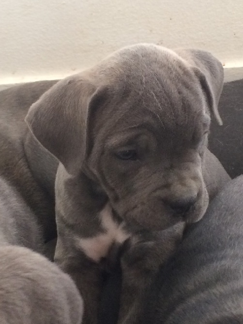 Arkan's Dog - Femelle Cane corso