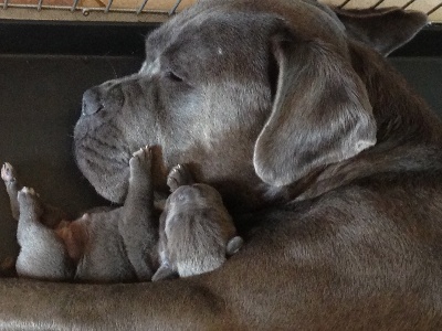 Arkan's Dog - 7 EME JOUR DE LA NAISSANCE