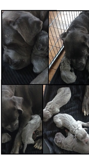 Arkan's Dog - Pour l instant c est que c est dodo