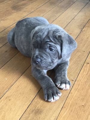 Arkan's Dog - Superbe mâle gris