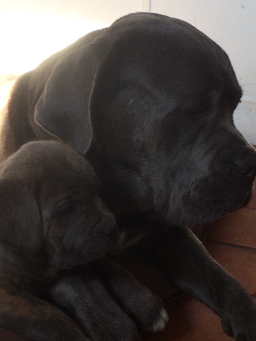 Arkan's Dog - Attila et un des chiots