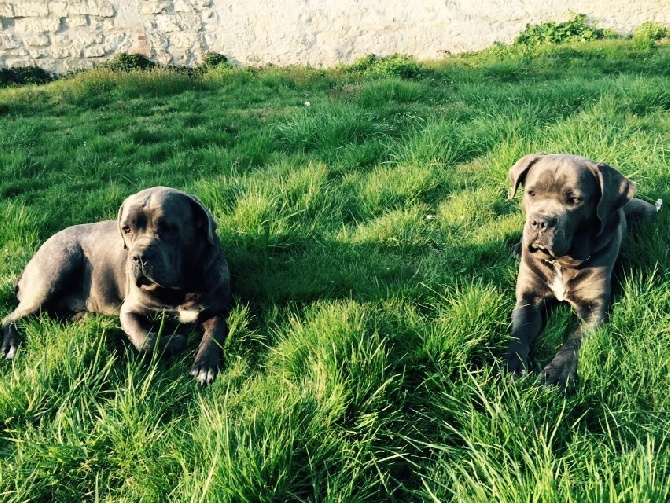 Arkan's Dog - J -7 avant le therme de bella. Ca approche