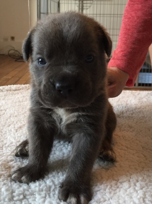 Arkan's Dog - Mardi îls auront 3 semaines