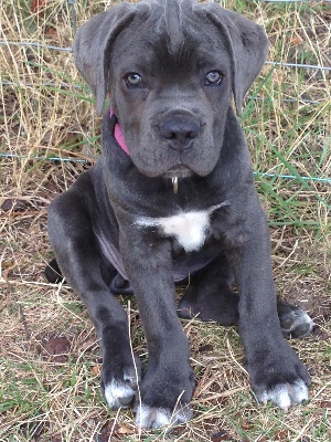 Arkan's Dog - VOICI BELLA