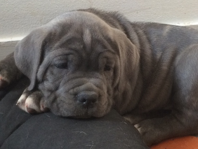 Arkan's Dog - Mâle Cane corso