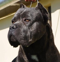 Arkan's Dog - VOICI SILVER