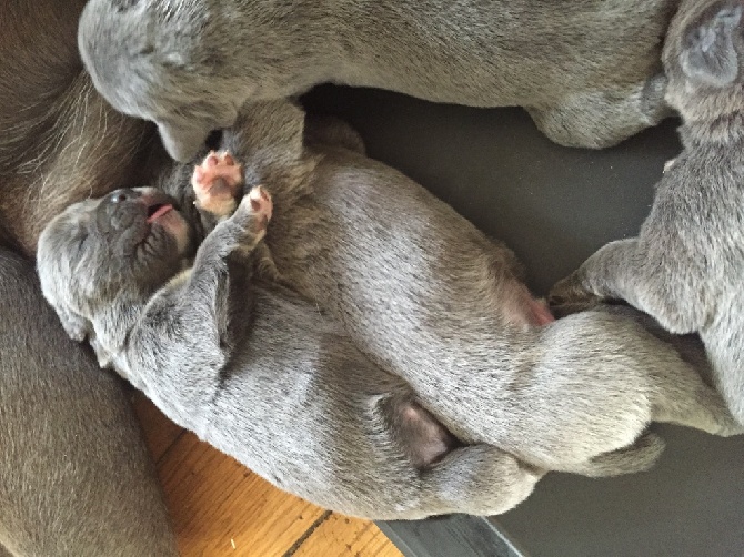 Arkan's Dog - Ca grandit ....