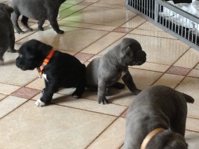 Arkan's Dog - FEMELLE NOIR ET GRISE