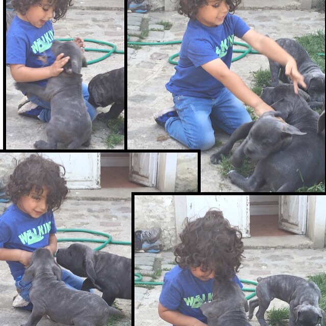 Arkan's Dog - Petit moments merveilleux