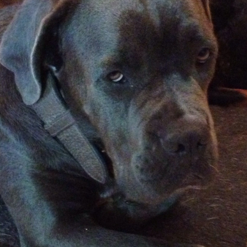 Arkan's Dog - La saillie d attila s est très très bien passée