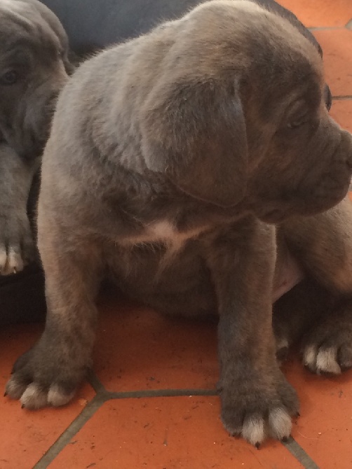 Arkan's Dog - Mâle Cane corso