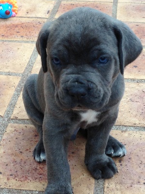Arkan's Dog - 5 SEMAINES DEJA