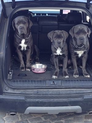 Arkan's Dog - La grand mère ,la fille et la petite fille