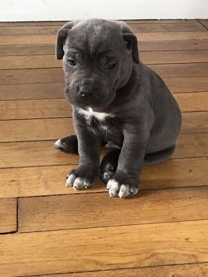 Arkan's Dog - Un autre superbe mâle gris