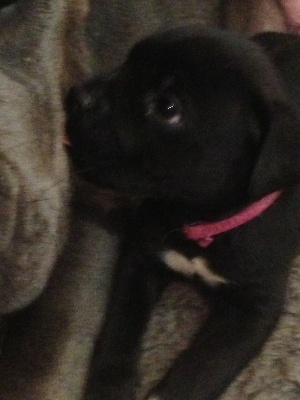 Arkan's Dog - FEMELLE NOIRE