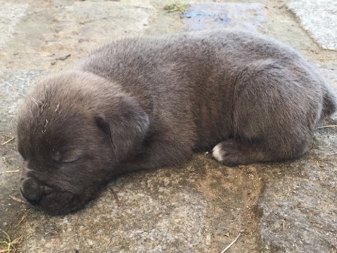 Arkan's Dog - Mâle gris