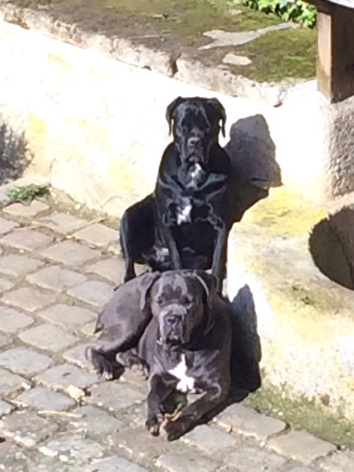 Arkan's Dog - Italia au soleil
