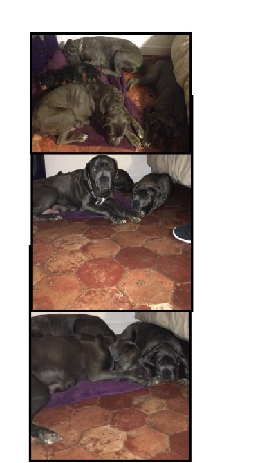 Arkan's Dog - Attila bella loys