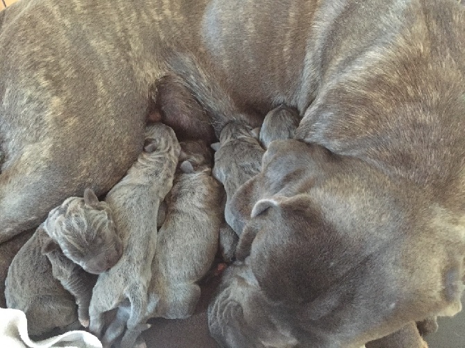 Arkan's Dog - 9 chiots tous gris !!!!