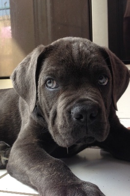 Arkan's Dog - VOICI ICE