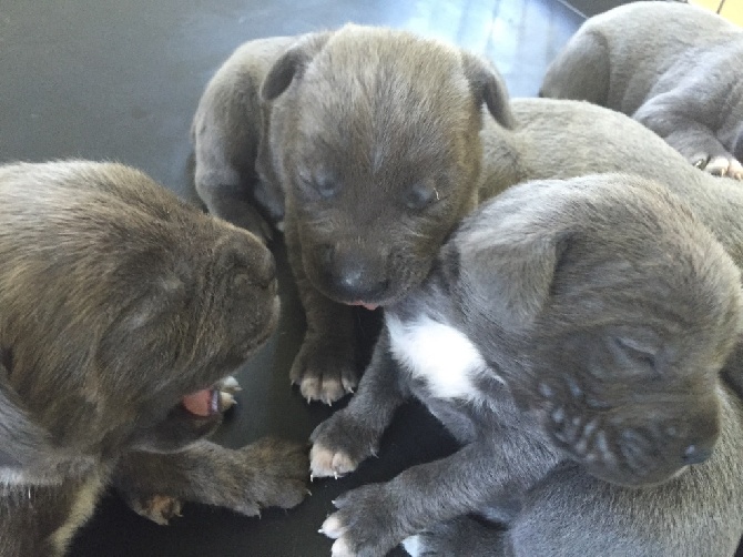 Arkan's Dog - Ca y est 15 jours