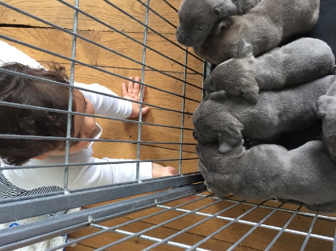 Arkan's Dog - Un bébé qui rencontre d autres bébés