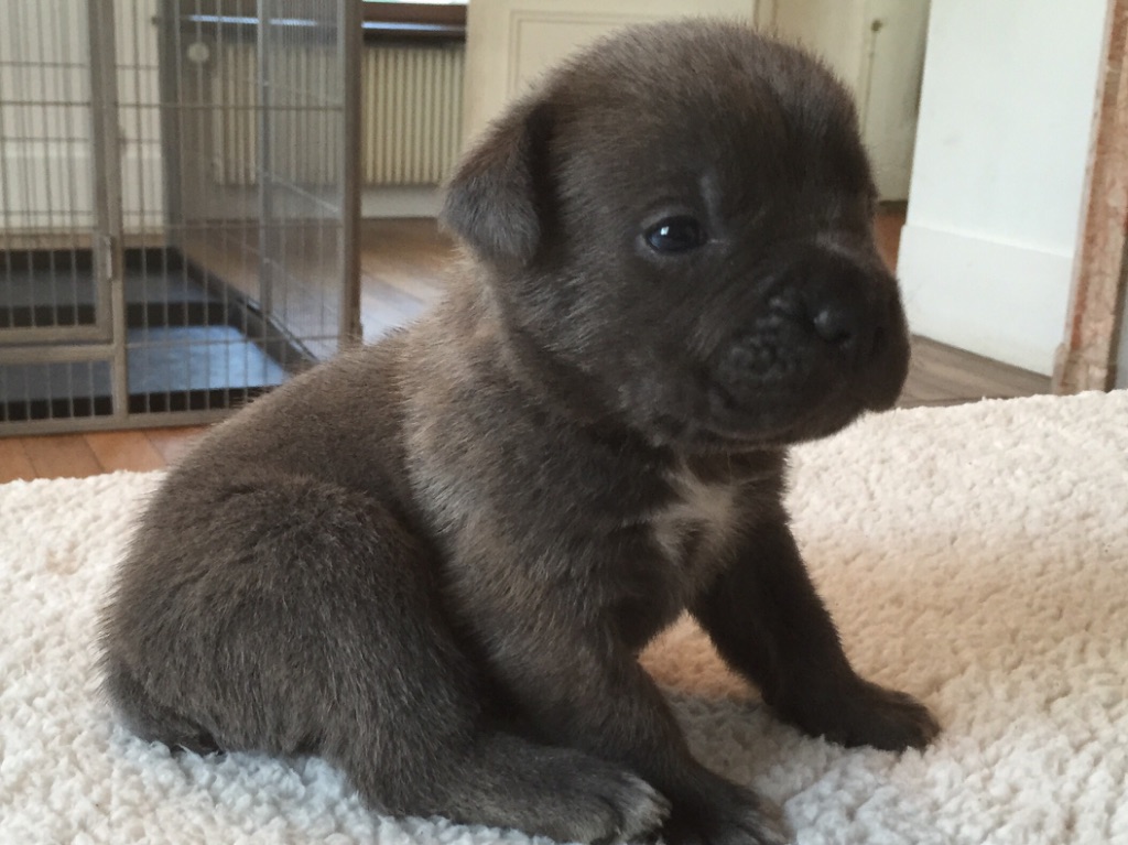 Arkan's Dog - Ca y est îls ont 3 semaines