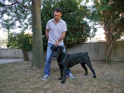 Arkan's Dog - LENO DEI DAUNI