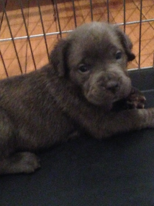 Arkan's Dog - Ils ont bientôt 5 semaines