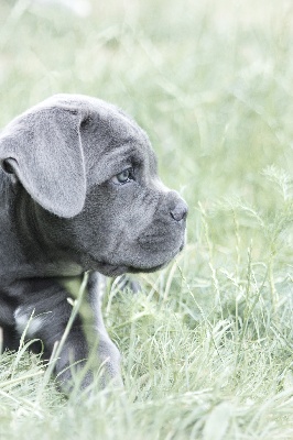Arkan's Dog - VOICI IOSHY