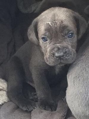 Arkan's Dog - Quelques photos