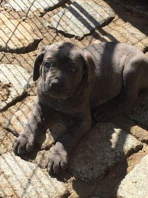 Arkan's Dog - Îls partent la semaine prochaine