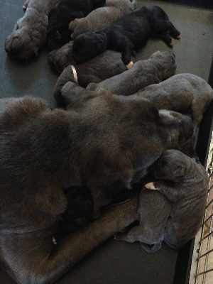 Arkan's Dog - 3 EME JOURS DE LA NAISSANCE DES CHIOTS