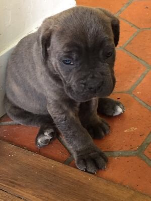 Arkan's Dog - Bientôt 5 semaines