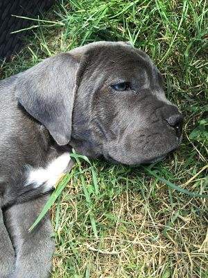 Arkan's Dog - Je vous présente loys fille de bella