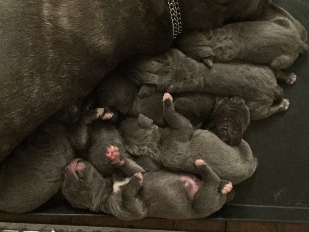 Arkan's Dog - Les réservations ont déjà commences ce week end