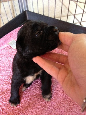 Arkan's Dog - ILS ONT 15 JOURS AUJOURD' HUI !!!!!