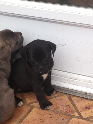 Arkan's Dog - ILS VONT ETRE TRES BEAUX
