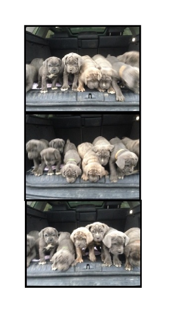 Arkan's Dog - Ils ont 6 semaines aujourd'hui