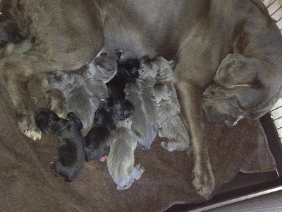 Arkan's Dog - ATTILA A EU 13 CHIOTS