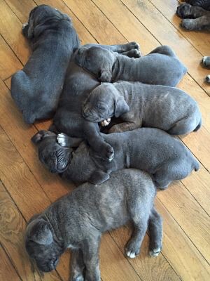 Arkan's Dog - Bientôt 6 semaines