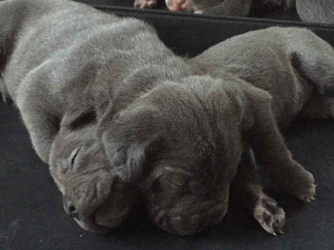 Arkan's Dog - Photo du jour