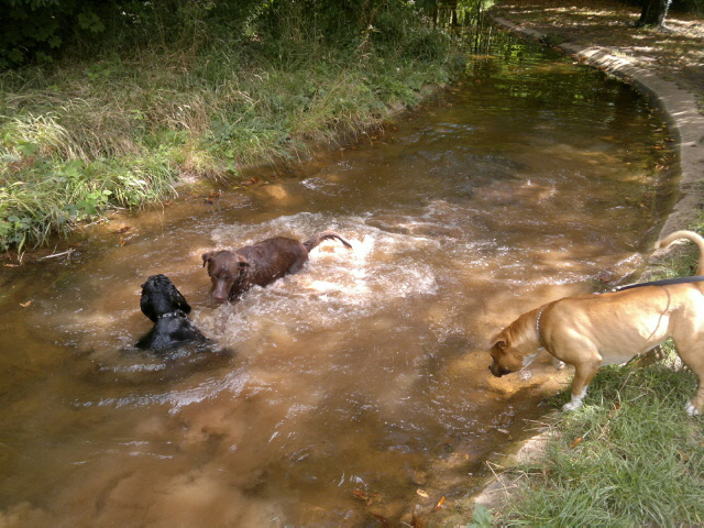 PROMENADE DE CHIENS