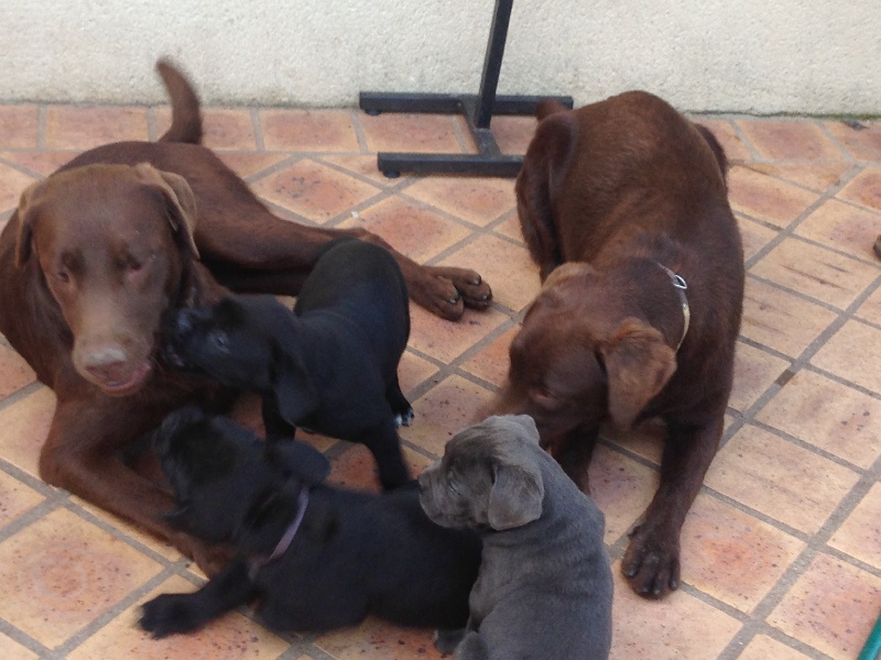 PENSIONS POUR CHIENS