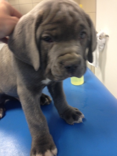 Arkan's Dog - Cane Corso - Portée née le 07/10/2015